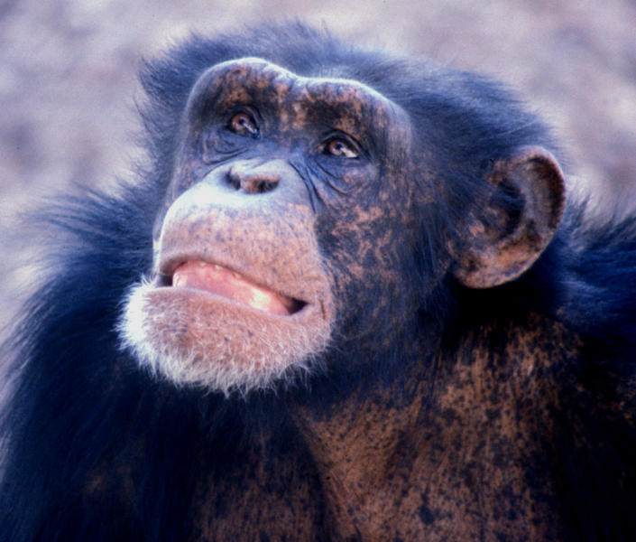 Photo of Chimpanzee